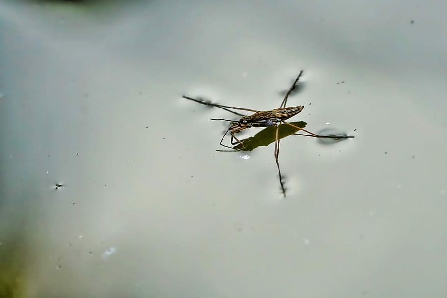Surface tension